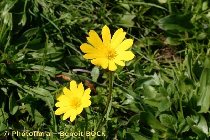 Anemone palmata 23