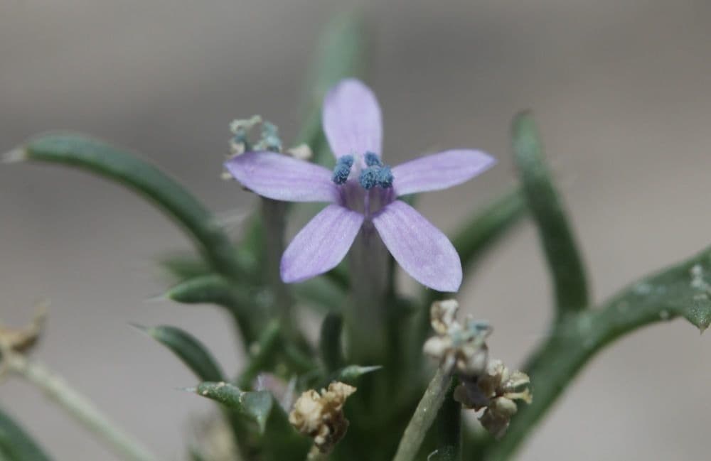 Ipomopsis trpasličia 2