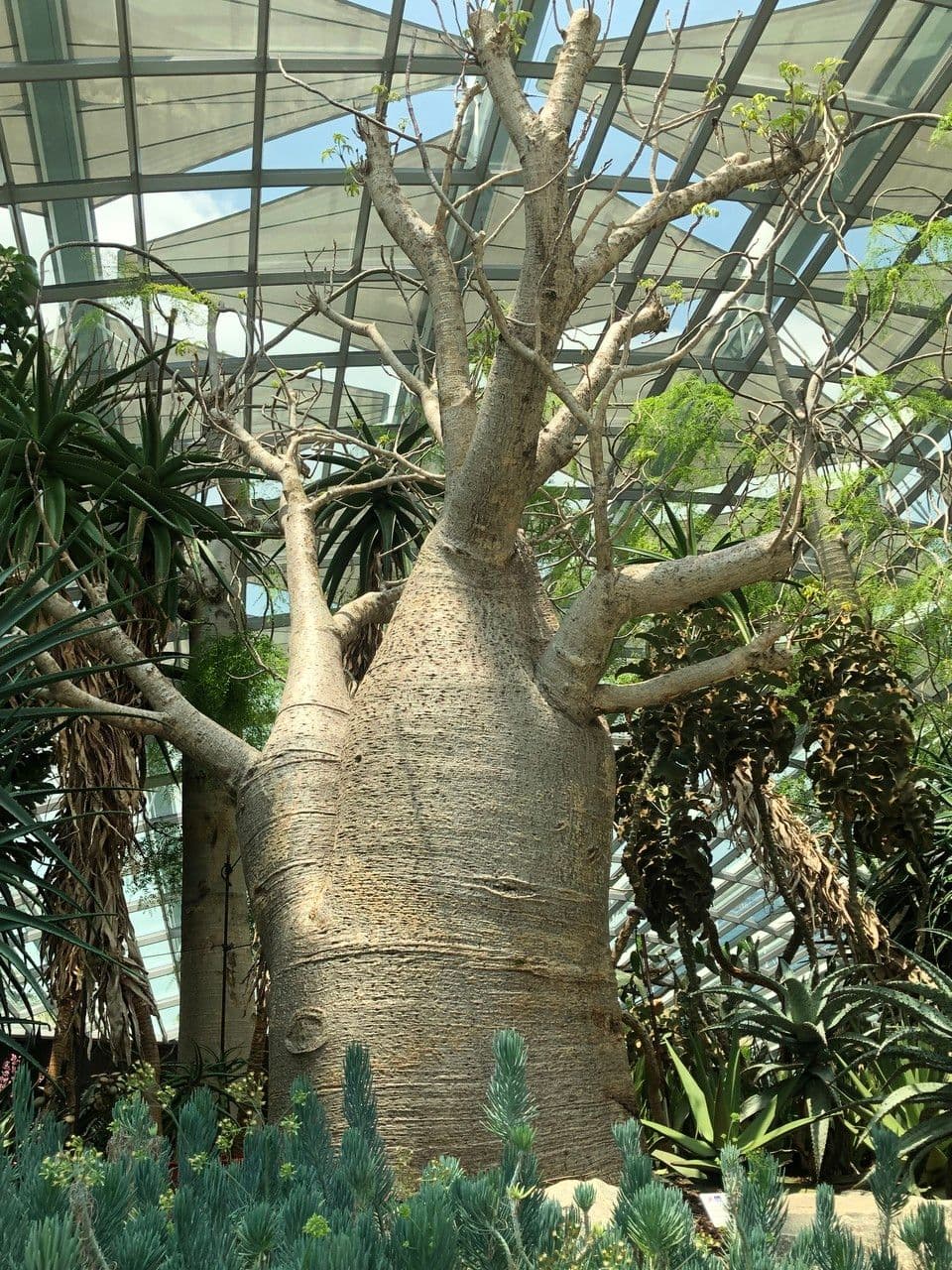 Baobab australský 5