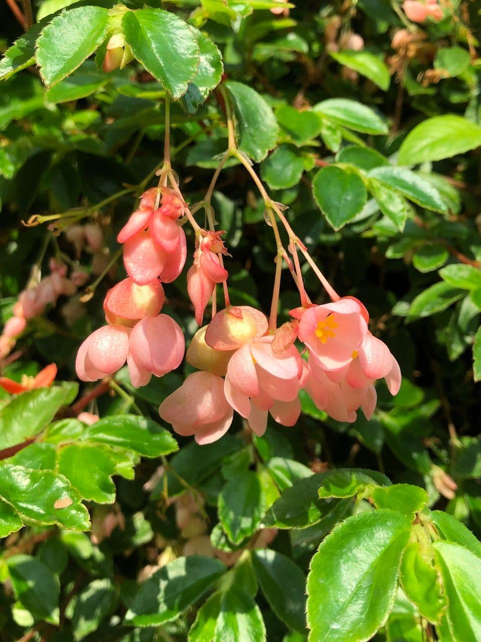 Fuchsienblättrige Begonie 8