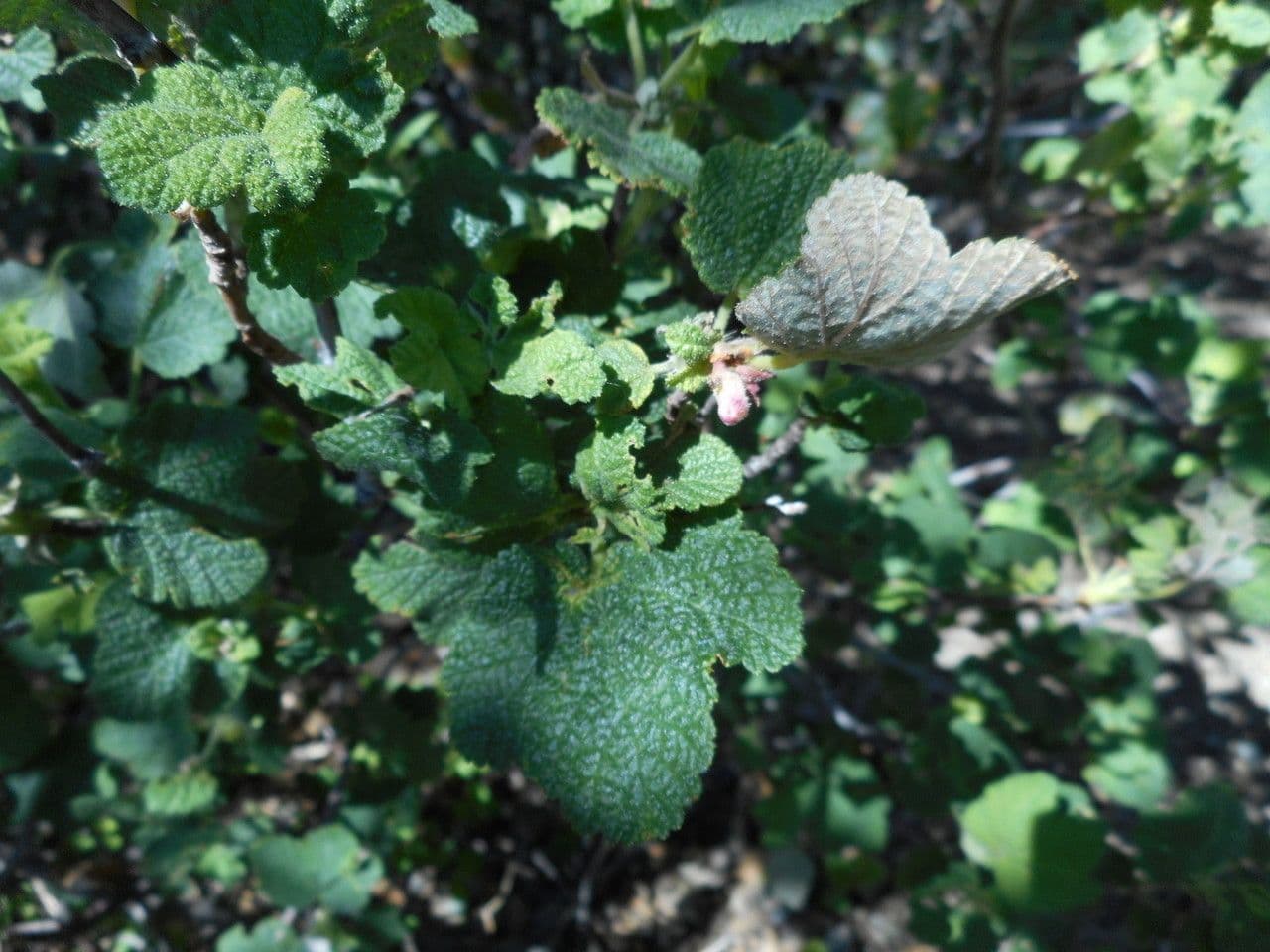 Ribes malvaceo 13