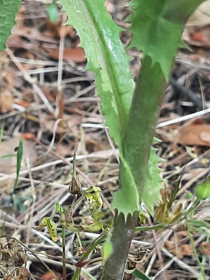 Lechuga amarga 18