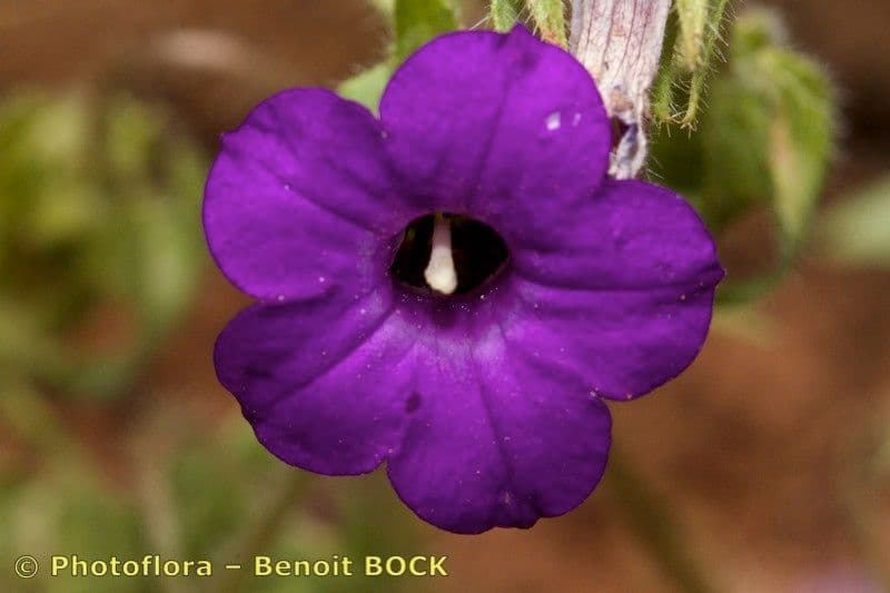 Campanula 4