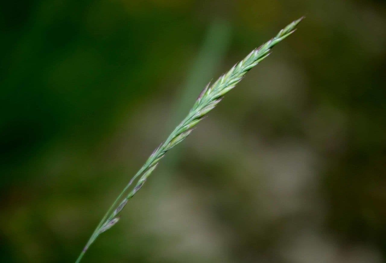 Festuca marginata 2