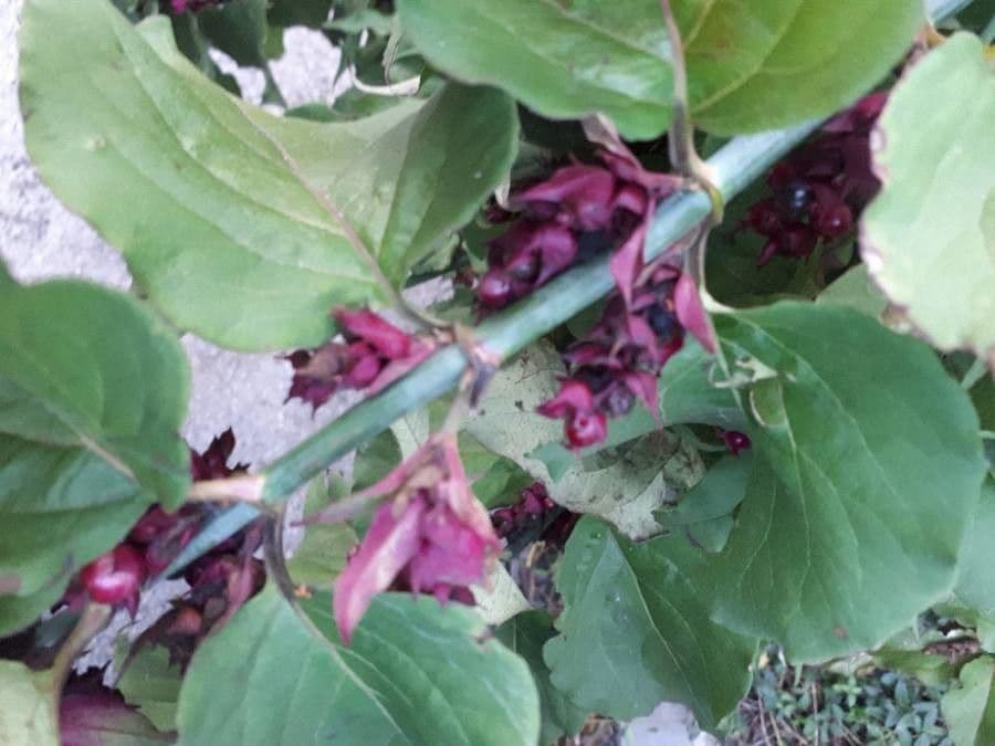 Leycesteria 22