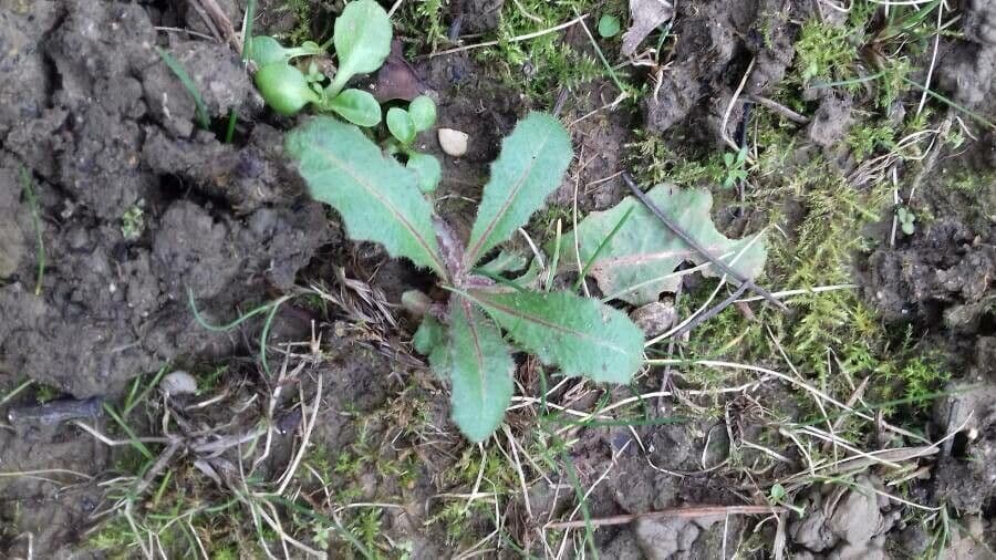 Radicchiella dolcigna 13