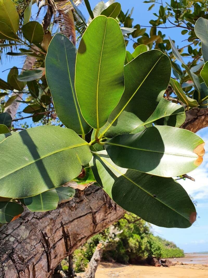Garcinia 3