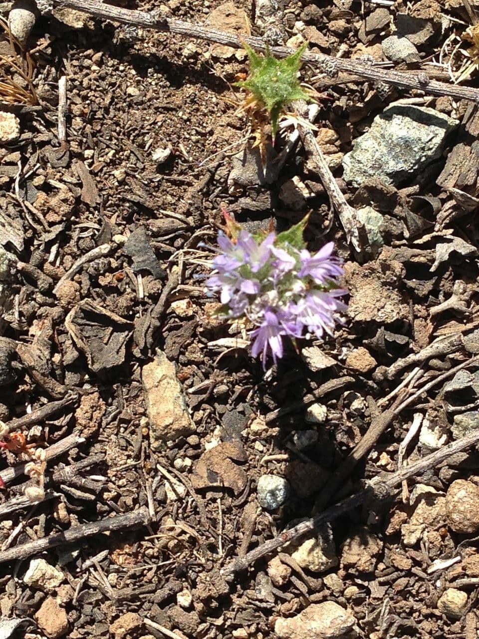 Monardella villosa 10