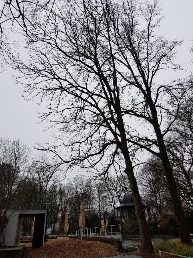 Kaffeebaum 14