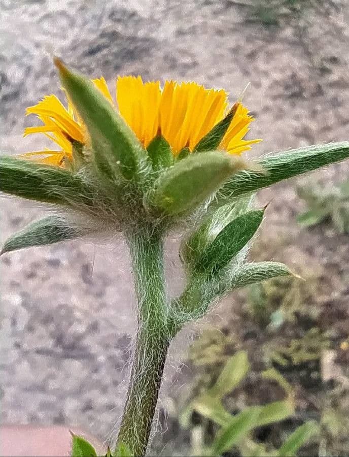 Asteroide spinoso 18