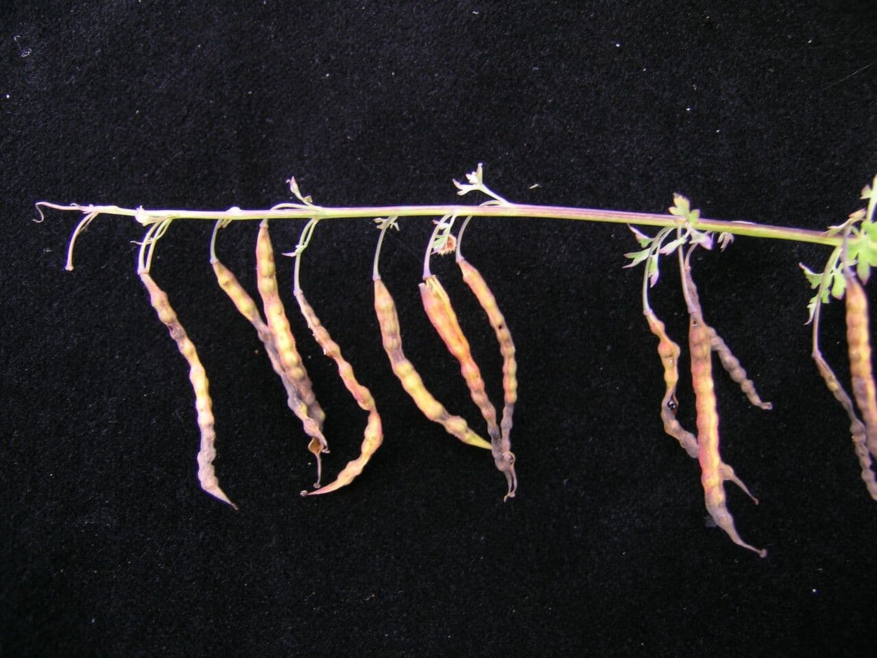 Corydalis 4