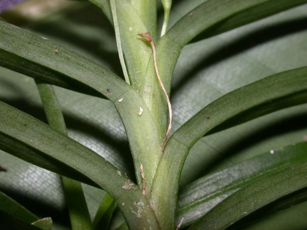 Dichaea 19