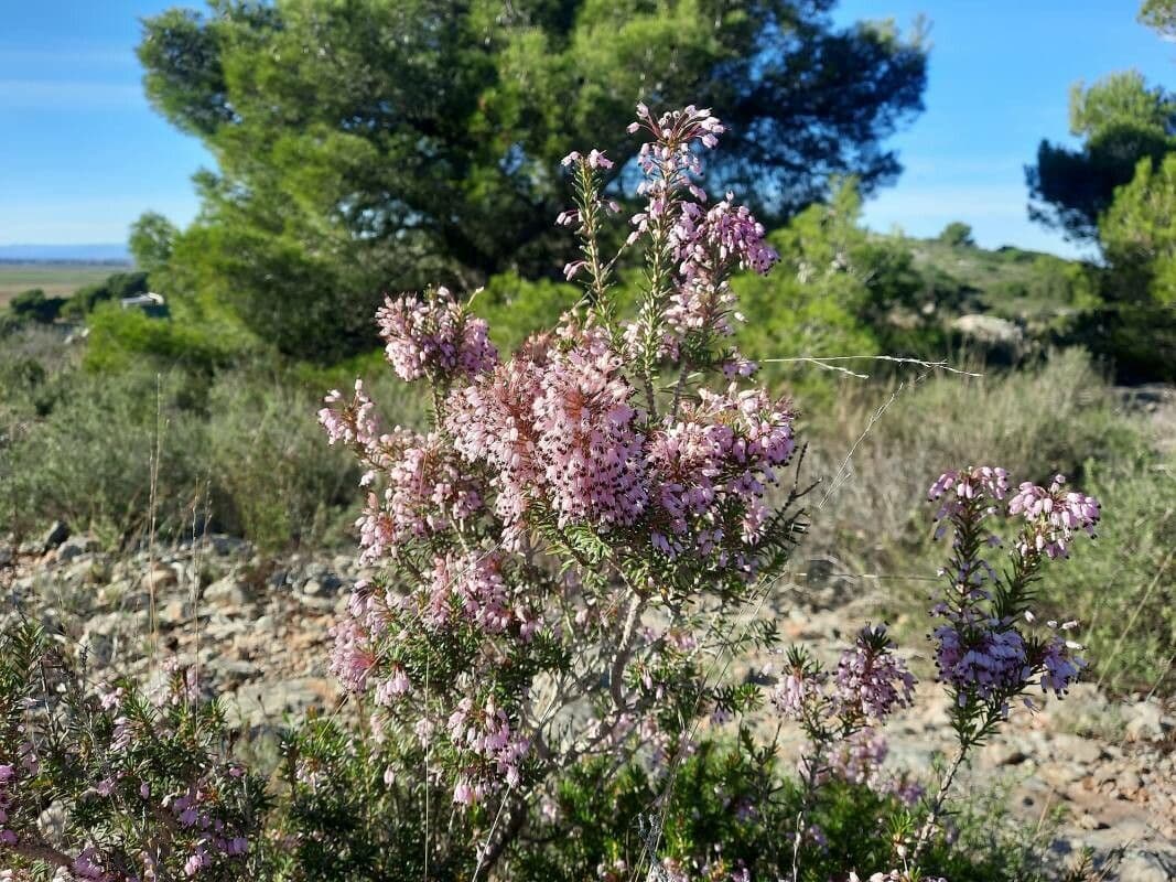 Erica multiflora 15
