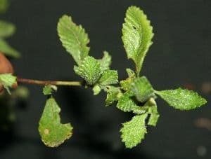 Turnera diffusa 16