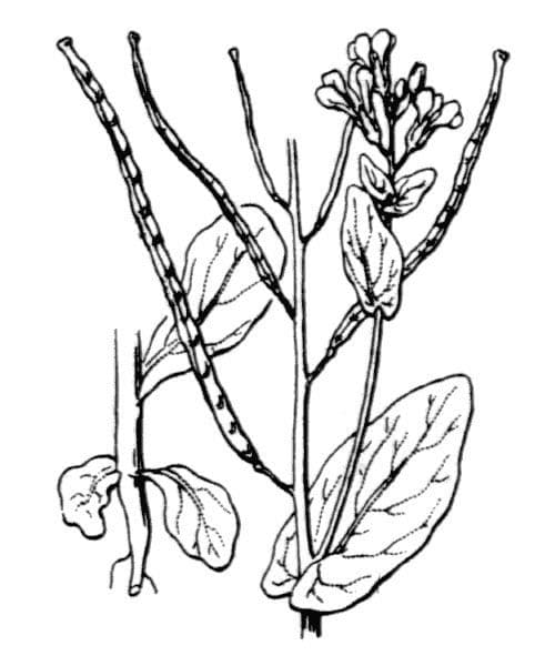 Conringia orientale 29
