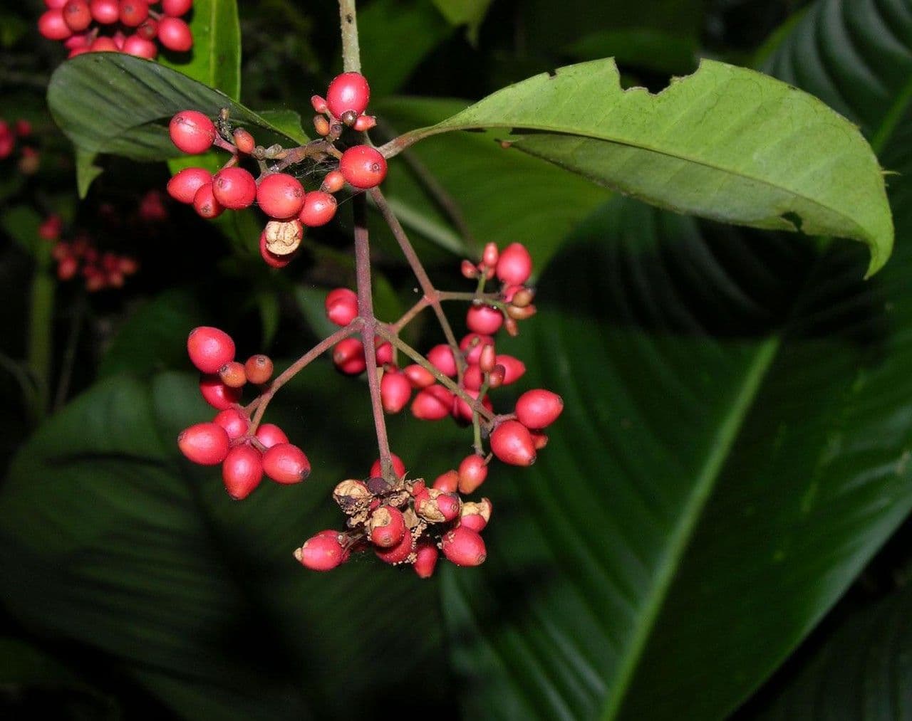 Ixora nicaraguense 15