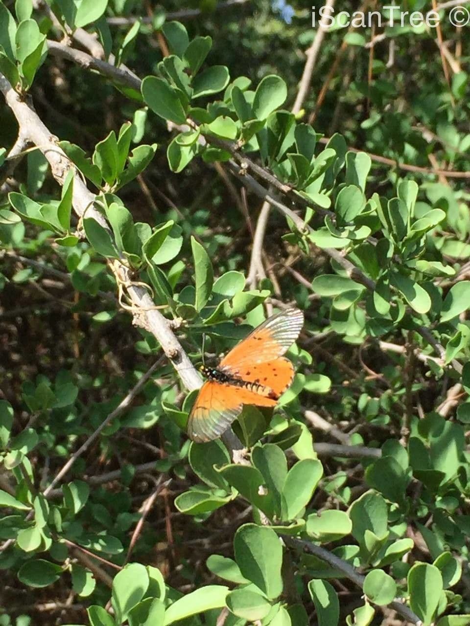 Ehretia rigida 16