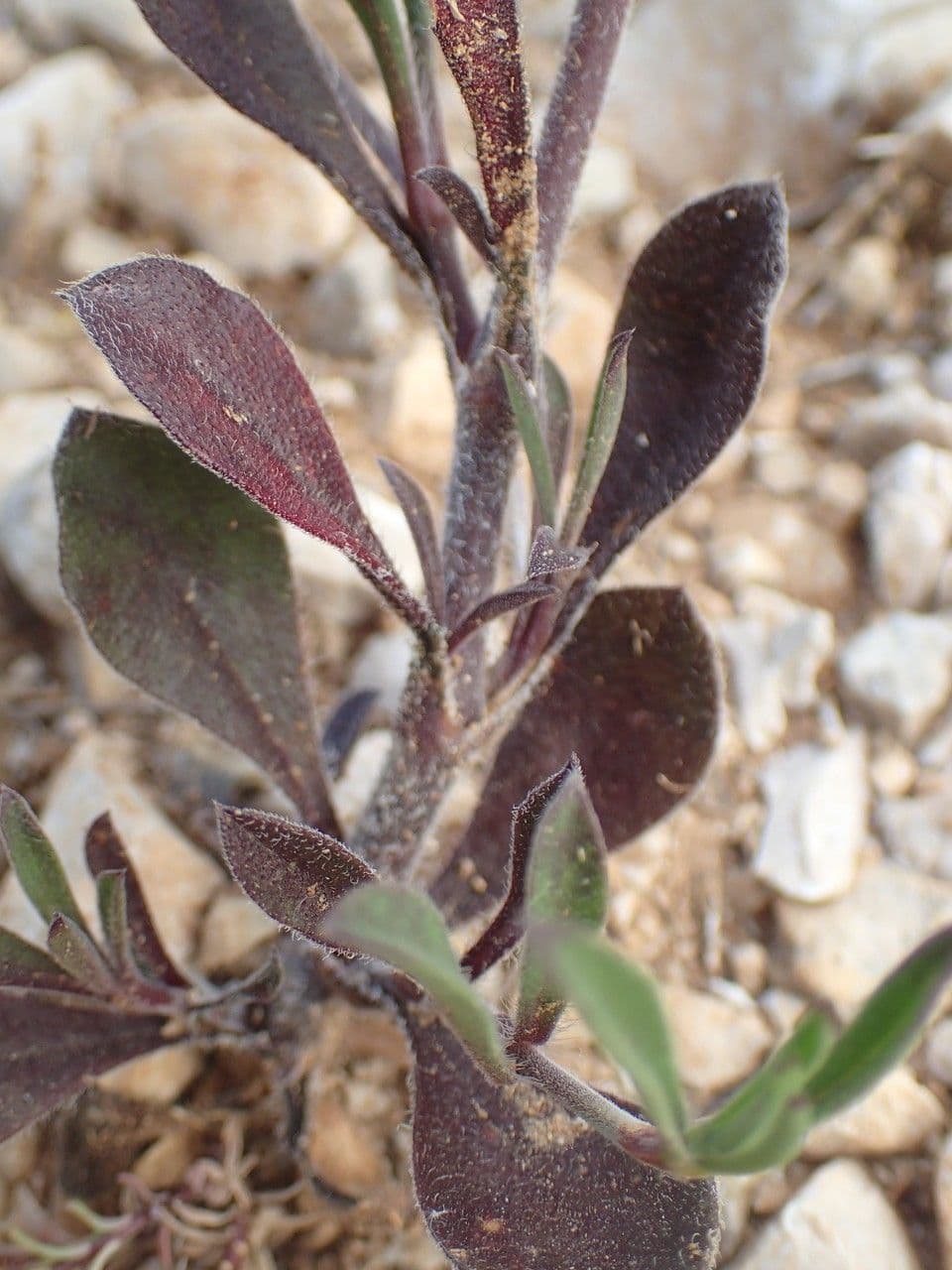 Mediterranean catchfly 15