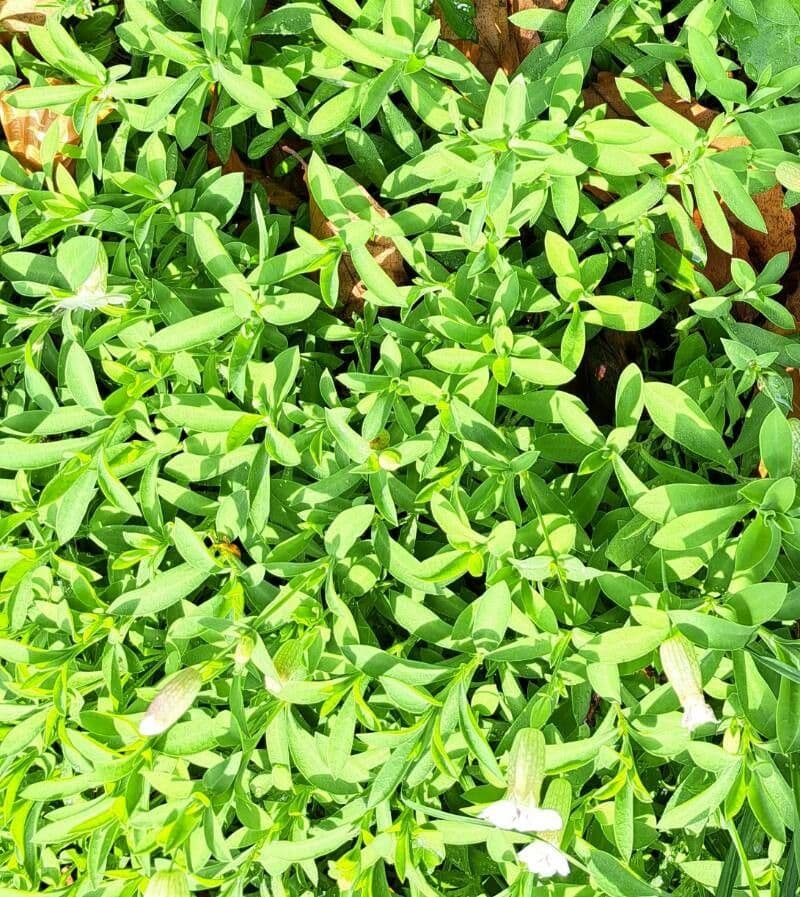 Silene a un fiore 14