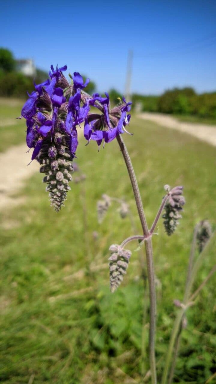 Salvia pendula 2