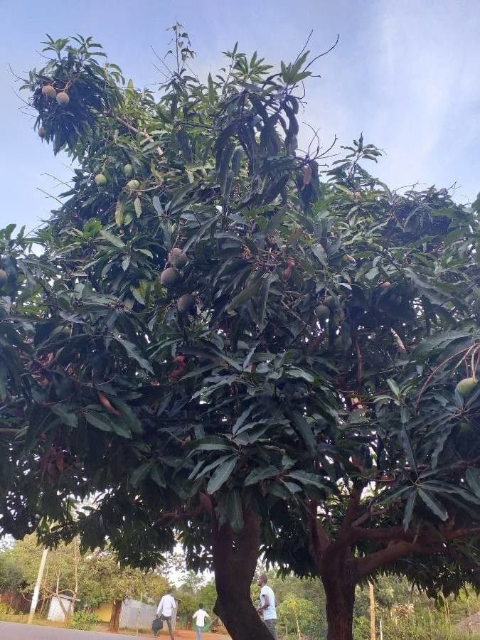 Mango 19
