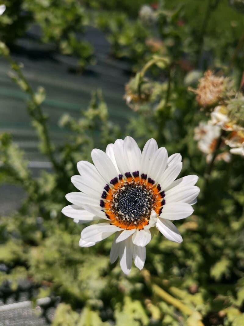 Arctotis fastuosa 3