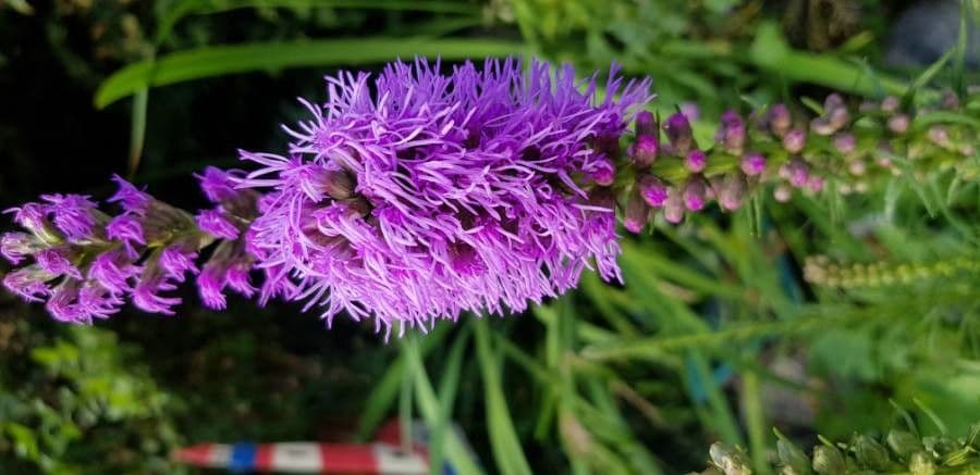 Liatris espigada 10
