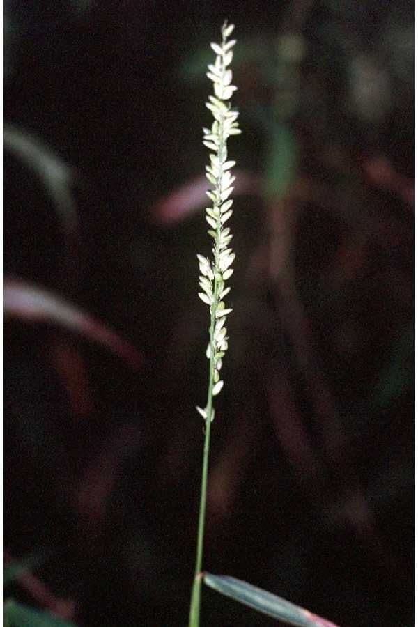 Sacciolepis