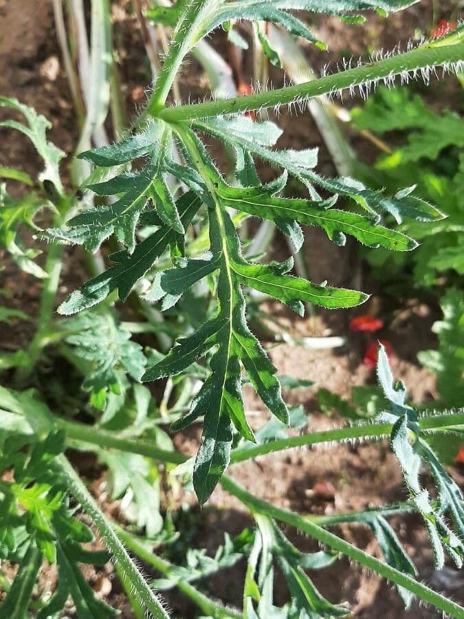 Saat-Mohn 20