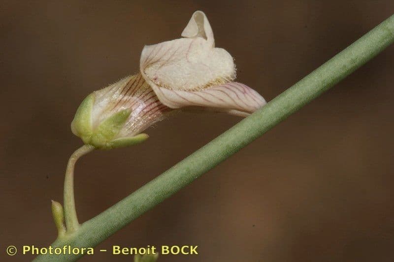 Acanthorrhinum 3