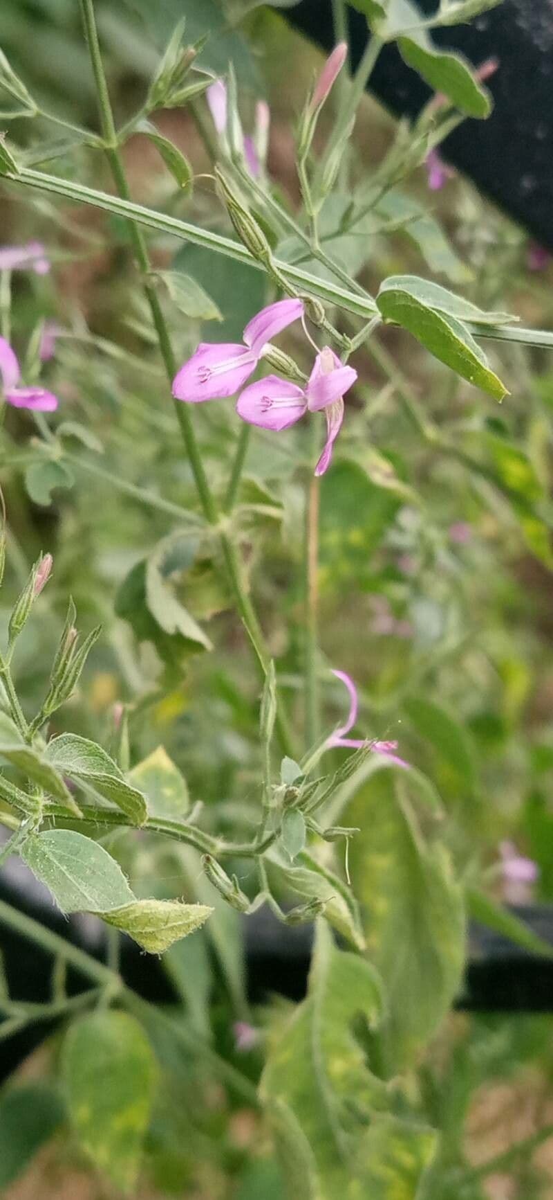Dicliptera paniculata 4