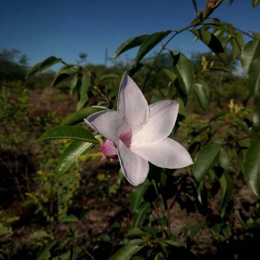 Criptostegia 3