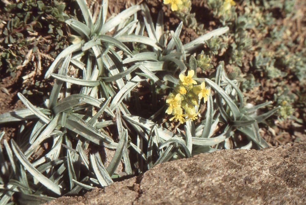 Catananche a ciuffi 6