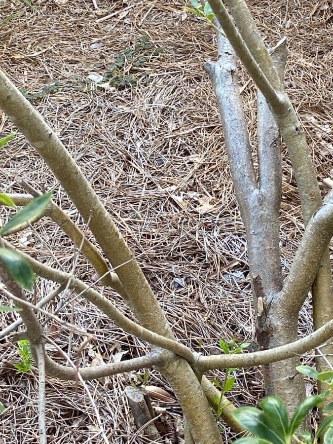Ilex glabra 23