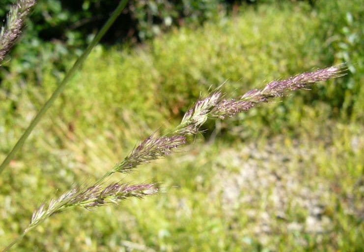 Muhlenbergia mexická 2