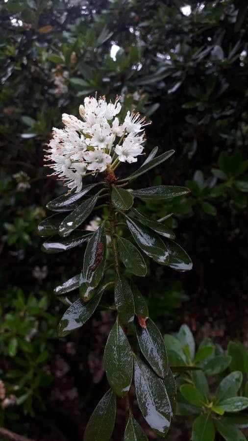 Rhododendron micranthum