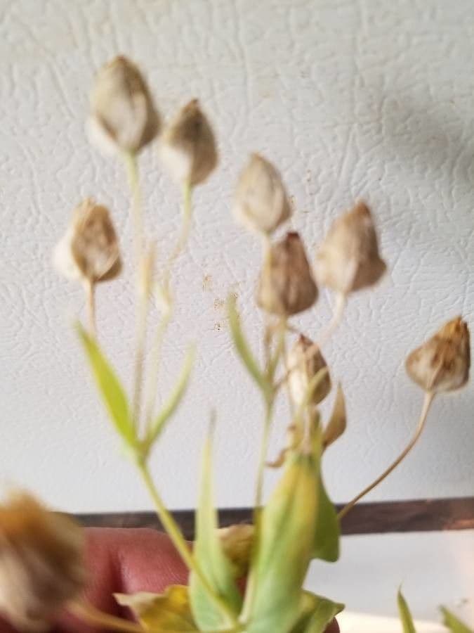 Smolnice obecná 5