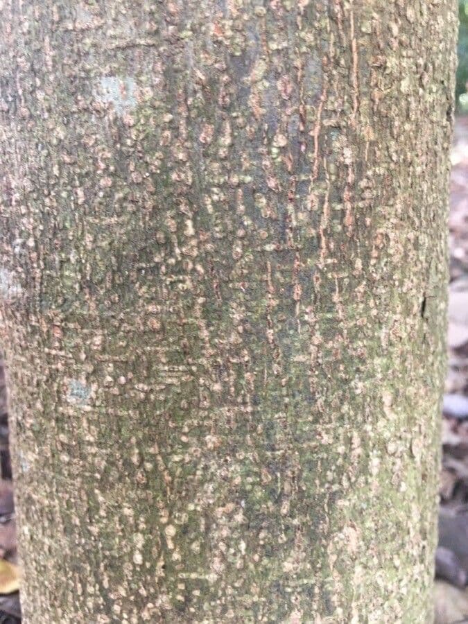 Lonchocarpus 17