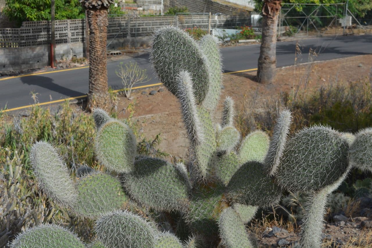 Opuntia pilifera 9