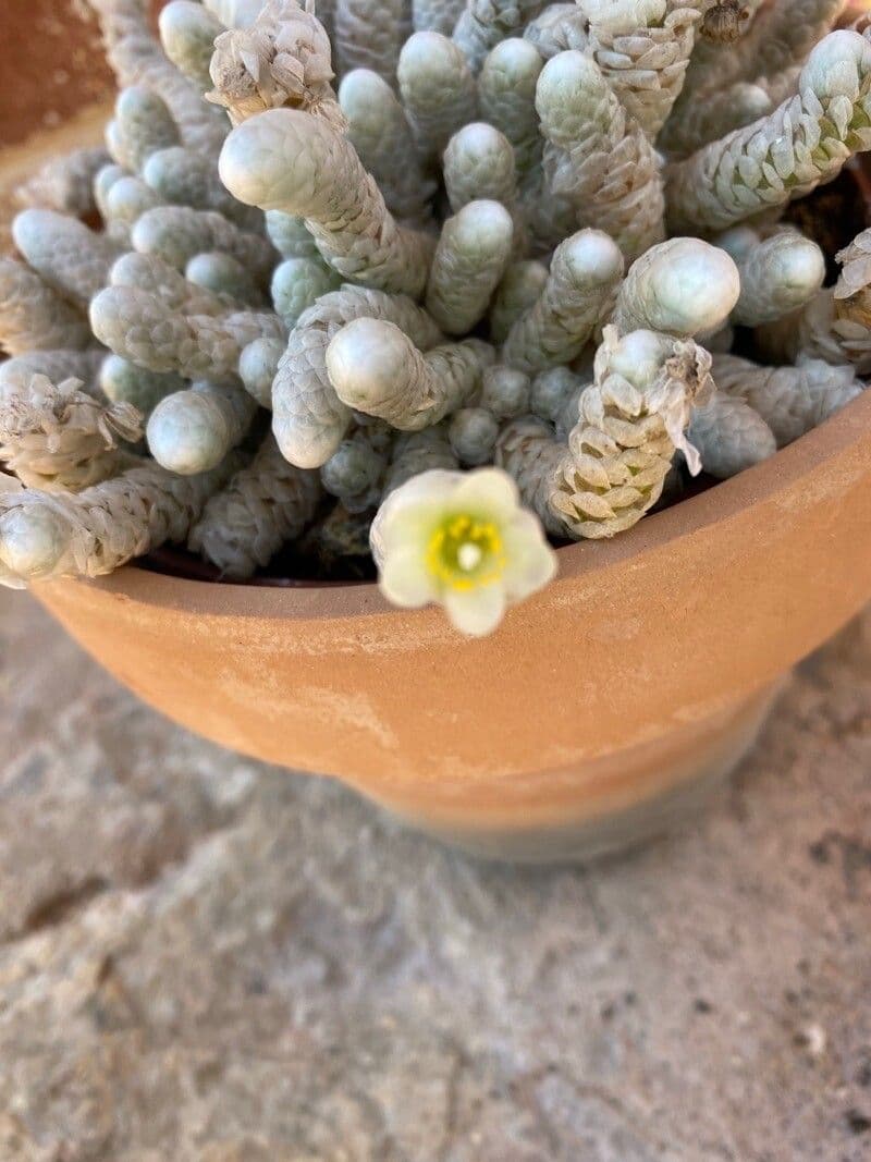 Anacampseros
