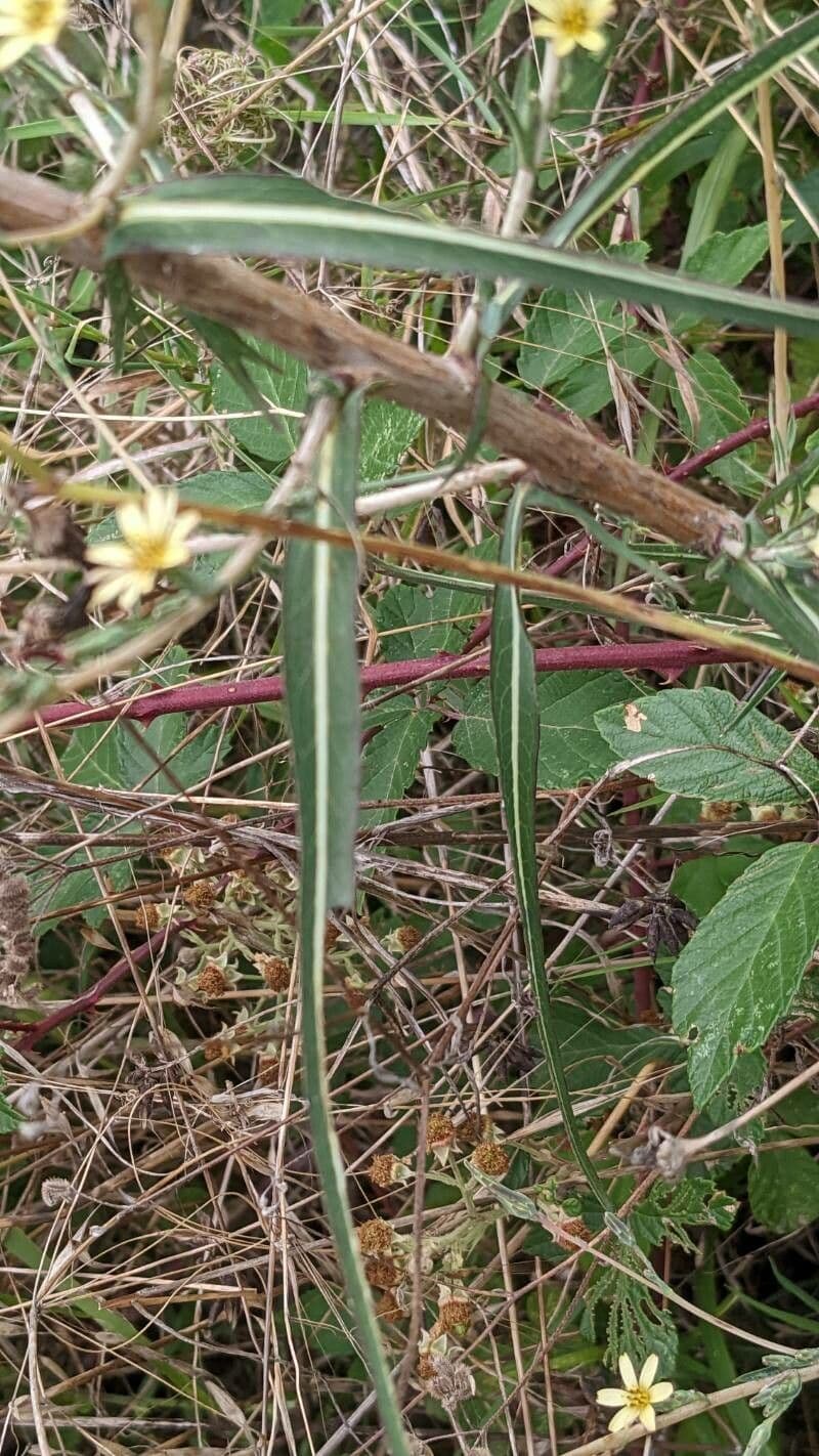Lactuca saligna 30