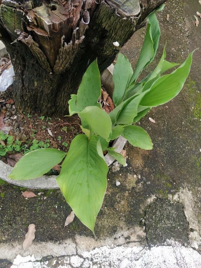 Curcuma 15