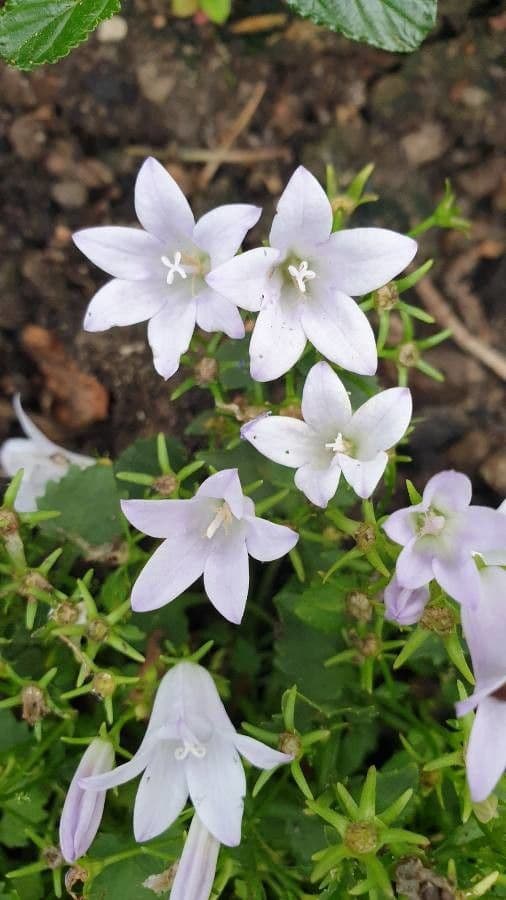 Campanula 5