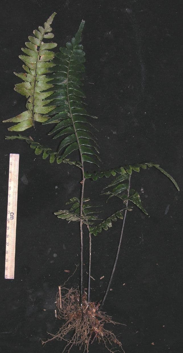 Capillaire oblique 4