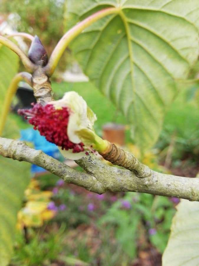 Taschentuchbaum 26