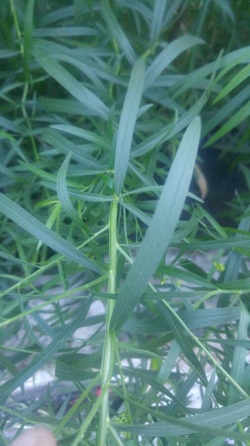Euthamia graminifolia 22