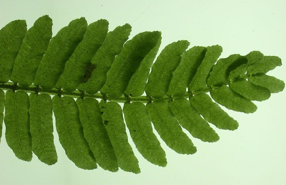 Danaea 13
