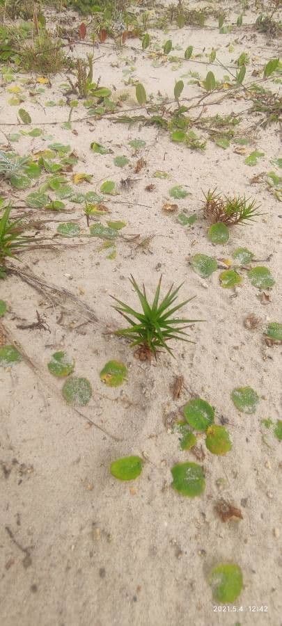 Cyperus pedunculatus 2