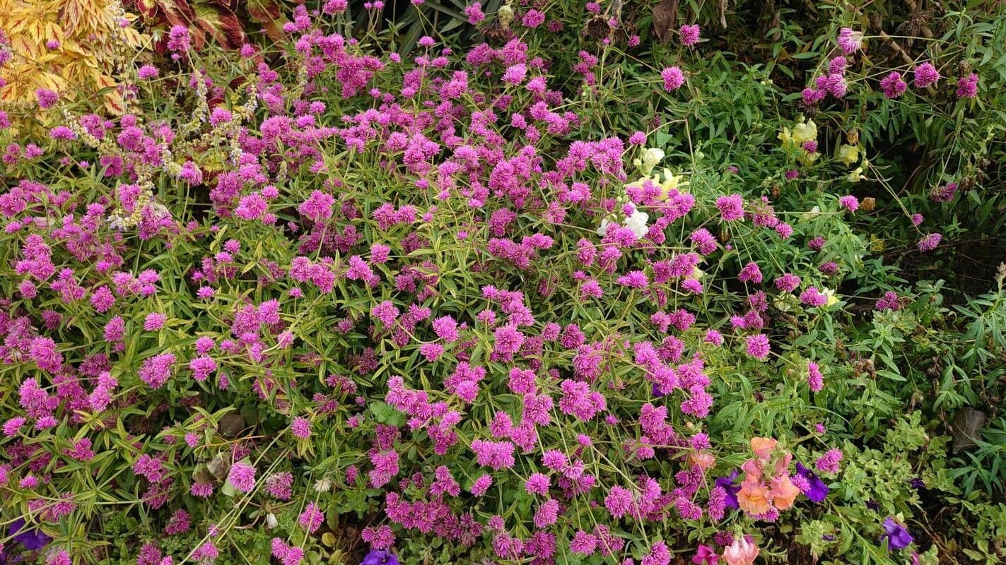 Gomphrena globuleuse 10