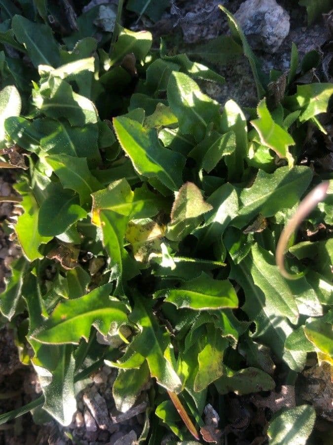 Teppich-Milchkraut 7